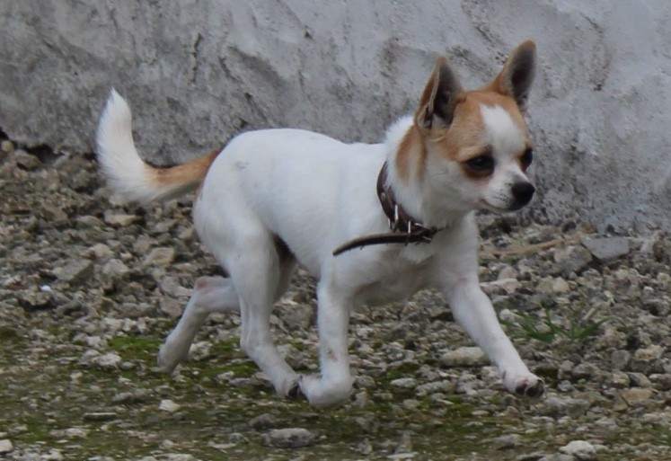 Nala du chemin des Volcans